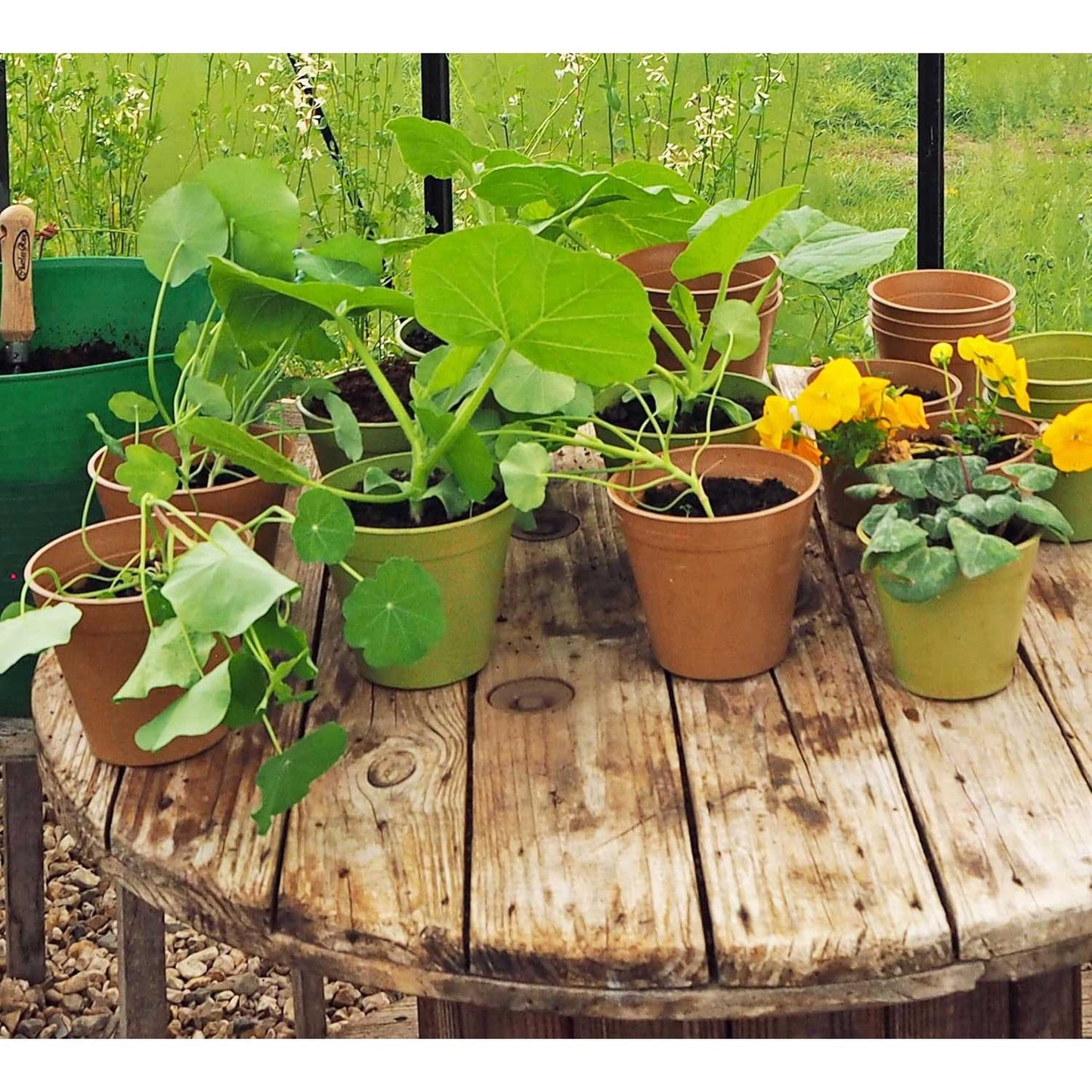 Haxnicks 8 Inch Plastic Free Bamboo Pot - Terracotta