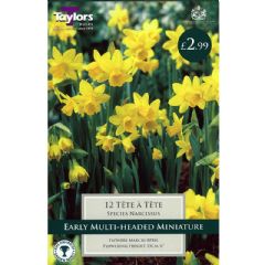 Autumn Bulbs - Narcissus Tete-a-tete 12 Bulbs