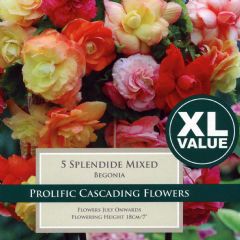 Spring Bulbs - Begonia Splendide Mixed - 5 Bulbs