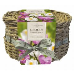 Taylors Bulbs Indoor Crocus Wicker Basket - White and Purple - 10 Bulbs