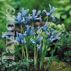 Autumn Bulbs - Iris Reticulata-15 Bulbs