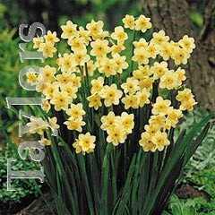 Autumn Bulbs - Narcissus 'Minnow' -10