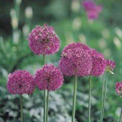 Autumn Bulbs - Allium Purple Sensation- Pack of 5 Bulbs