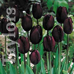 Autumn Bulbs - Tulip 'Queen of Night'- 10 Bulbs