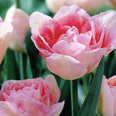 Autumn Bulbs - Tulip ''Angelique''- 7 Bulbs