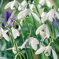 Autumn Bulbs - Single Snowdrop (Galanthus Nivalis)-12 Bulbs