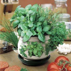 Herb Pot