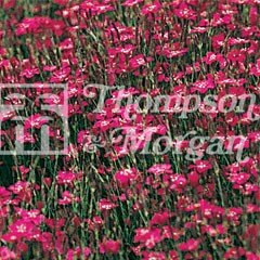 Flower Seeds - Dianthus Maiden Pink Brilliancy