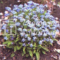 Flower Seeds - Forget Me Not Blue Ball