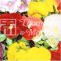 Flower Seeds - Pansy Clear Crystal Mixed