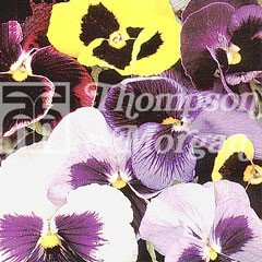 Flower Seeds - Pansy Thompson & Morgan Colossal Flowered Mixed