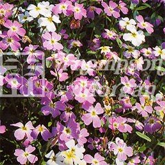 Flower Seeds - Stocks Virginia Mixed