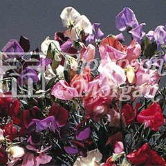 Flower Seeds - Sweet Pea (Lathyrus) Antique Fantasy Mixed