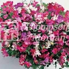 Flower Seeds - Sweet Pea (Lathyrus ) Sugar n Spice