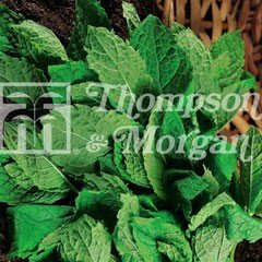 Herb Seeds - Mint