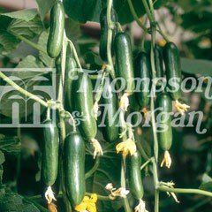 Vegetable Seeds - Cucumber Cucino F1 Hybrid