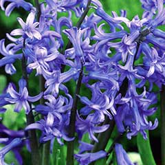 Taylors Prepared Hyacinth Delft Blue -3 Bulbs