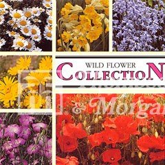 Flower Seeds - Wild Flower Collection