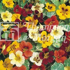 RHS Childrens Seeds - Nasturtium Jewel of Africa