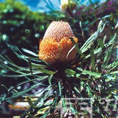 World Garden Seeds - Australian Honeysuckle