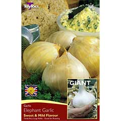 Autumn Bulbs - Elephant Garlic - 2 cloves