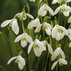 Autumn Bulbs - Snowdrops (Galanthus Woronowi) - 7 Bulbs