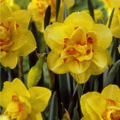 Autumn Bulbs - Tahiti Daffodil - Pack of 5 Bulbs