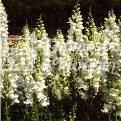Flower Seeds - Antirrhinum Royal Bride