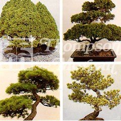 Flower Seeds - Bonsai Conifers Trees Mixed