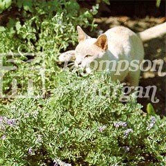 Flower Seeds - Catmint Seeds