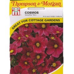 Flower Seeds - Cosmos Versailles Tetra