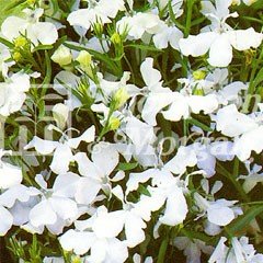 Flower Seeds - Lobelia (Trailing) White Cascade