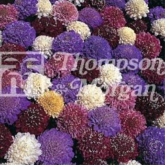 Flower Seeds - Scabiosa Dwarf Double Mixed