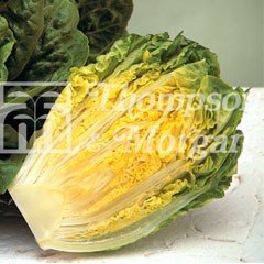Vegetable Seeds - Lettuce Winter Gem