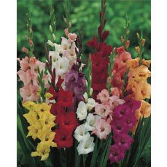 Spring Bulbs - Gladioli Mixed- Value Pack of 25 Bulbs