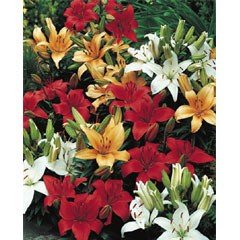 Spring Bulbs - Lillies Mixed - Value Pack of 9