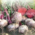 Heritage Seed Collection - Beet Egyptian Flat Rooted Kahira