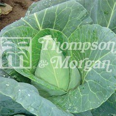 Heritage Seed Collection - Cabbage Jersey Wakefield