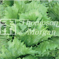 Heritage Seed Collection - Lettuce Great Lakes