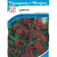 Flower Seeds-Lobelia Tupa