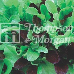 Urban Seed Collection - Salad Leaves Colourfully Mild Mix