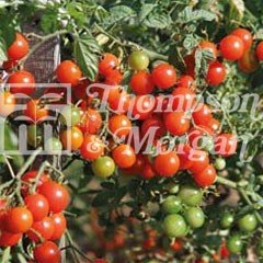 Fruit Seeds - Tomato Sweet Baby