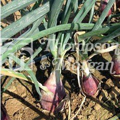 Heritage Seed Collection - Onion Rouge Long De Florence