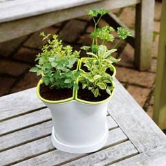 Self Watering Herb Pot- 4 Segments