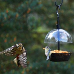 Chapelwood Squirrel Dome and Bird Feeder Shelter