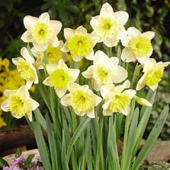 Autumn Bulbs - Daffodils  Ice Follies