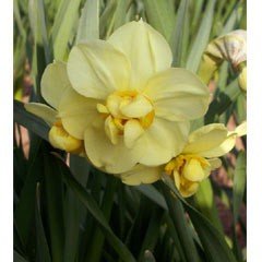 Autumn Bulbs - Daffodils-' Yellow Cheerfulness'-5 Bulbs