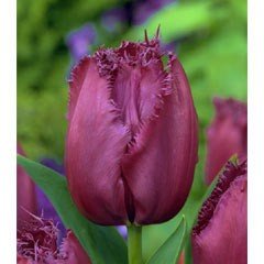 Autumn Bulbs - Tulips Curly Sue - 7 Bulbs