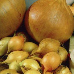 Autumn Bulbs - Troy Onion Set - 50 bulbs