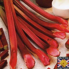 Spring Planting - Rhubarb Red Champagne